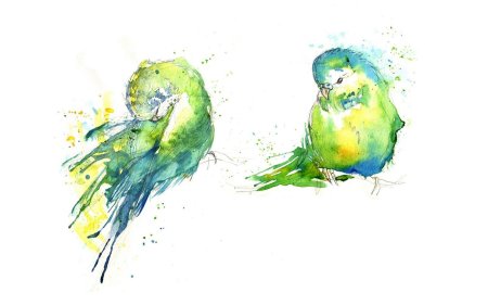 Волнистый попугай акварелью