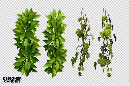 Листья лианы