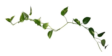 Плющ Вьюнок