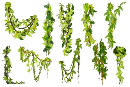 Тропические растения лианы