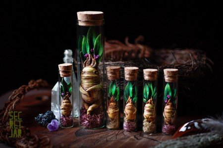 Зелье Мандрагоры