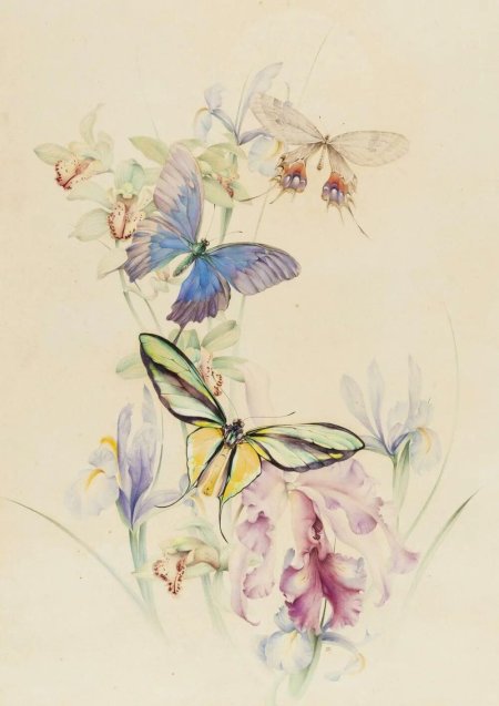 Акварель "бабочка"