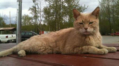 Кот мэр Талкитна