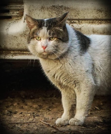 Уличные коты