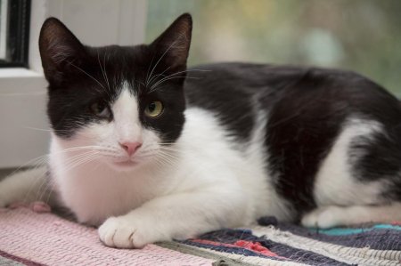 Европейская короткошерстная кошка черно-белая
