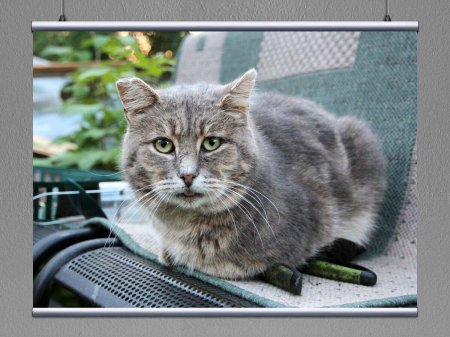 Серый бродячий кот