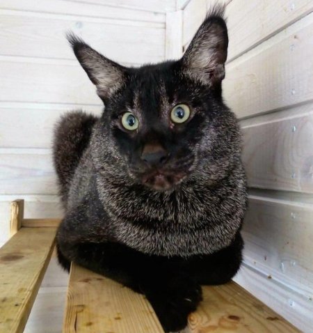 Камышовый кот меланист