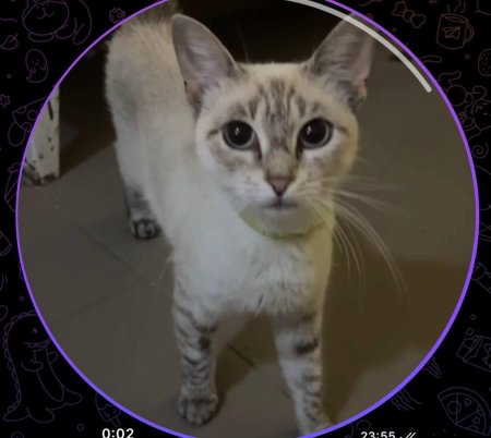 Тайская кошка