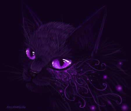 Коты Воители чёрный кот с голубыми глазами