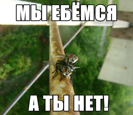 Смешные мемы про порнофильмы