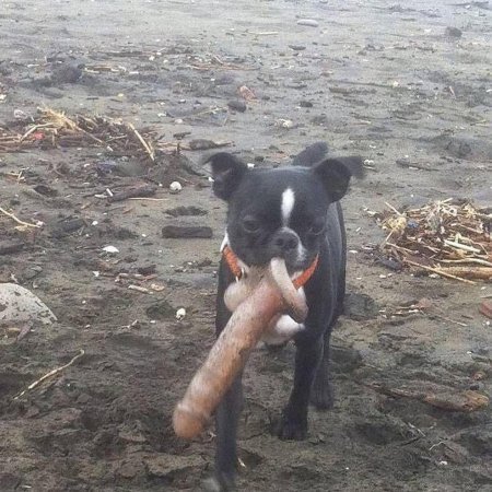 Хуйню не неси Мем с собакой