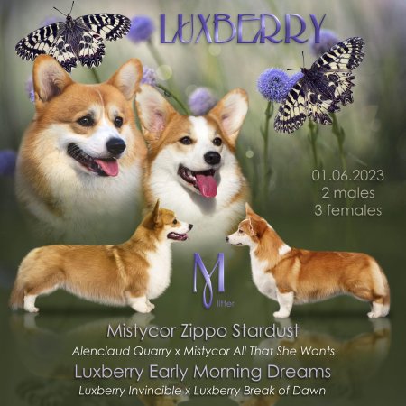 РКФ родословные вельш корги пемброк