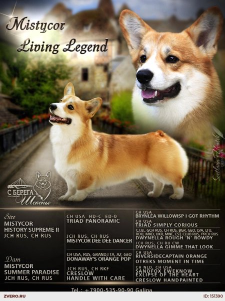 Питомник корги