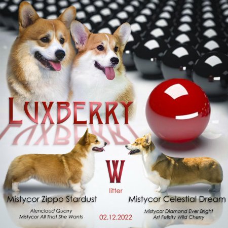 Когда откроют глазки корги пемброк