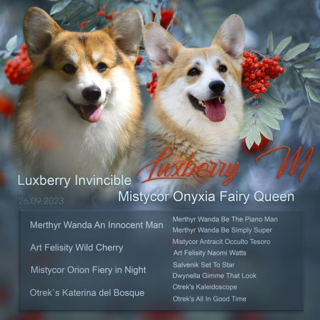 Вельш корги пемброк