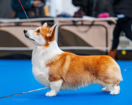 Вельш-корги пемброк