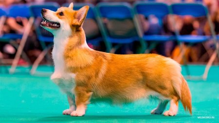 Чемпионы корги пемброк