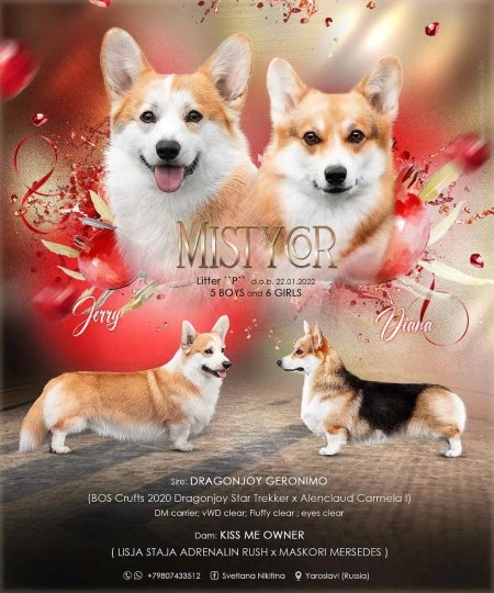 Замок Святого ангела питомник вельш корги