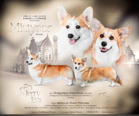 Щенки вельш корги пемброк