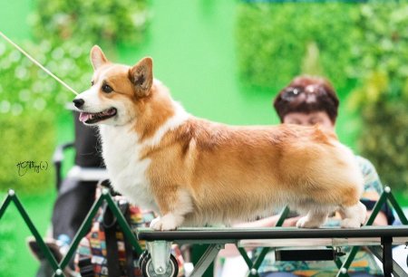 Вельш-корги пемброк