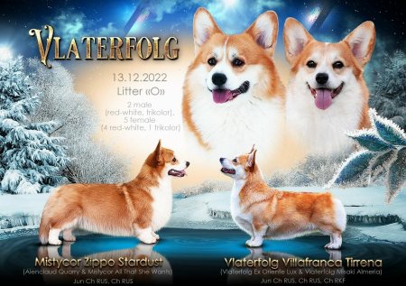 Пемброк малыш