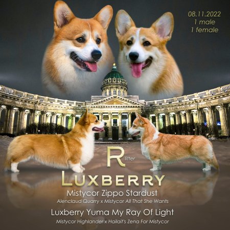 Стандарт вельш корги пемброк