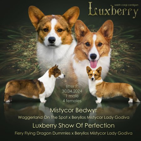 Вельш-корги пемброк