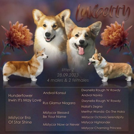 Родословные собак вельш корги пемброк ркф