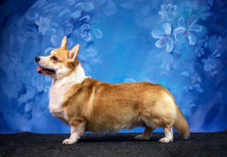 Вельш-корги пемброк