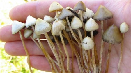 Псилоцибе Лесная. Psilocybe silvatica.