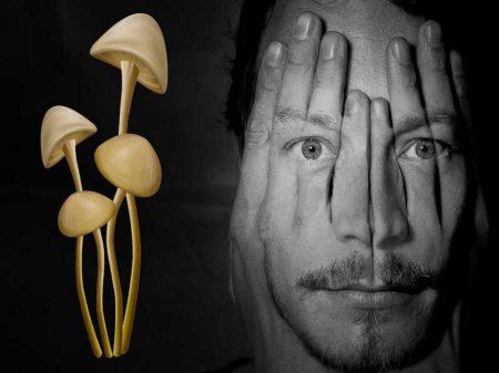 Галлюциногенные грибы псилоцибин