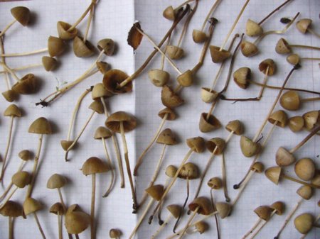 Грибы Psilocybe