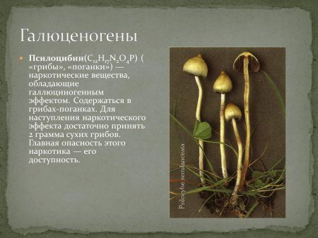 Псилоцибе полуланцетовидная галлюциногенные грибы
