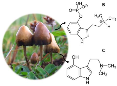 Псилоцибин и серотонин