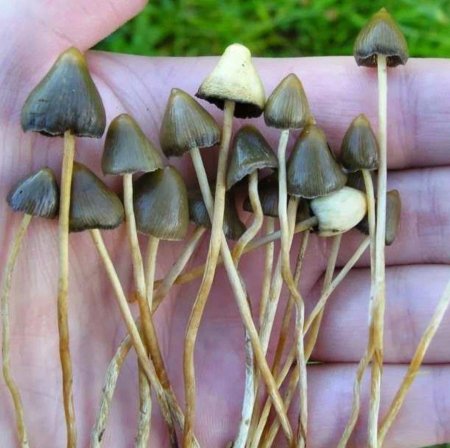 Гриб псилоцибе полуланцетовидная