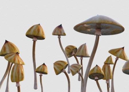 Псилоцибин кубенсис