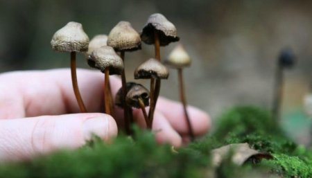 Гриб псилоцибе