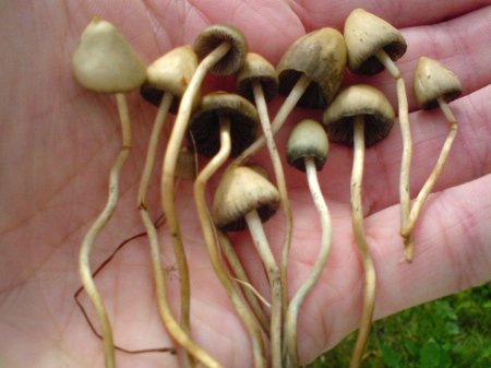 Псилоцибиновые(галлюциногенные) грибы