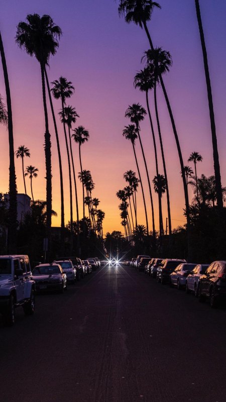 Дорога с пальмами