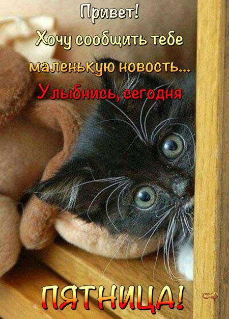 Выглядывающий котик