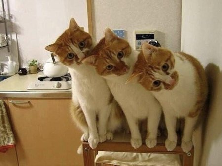 Смешные коты