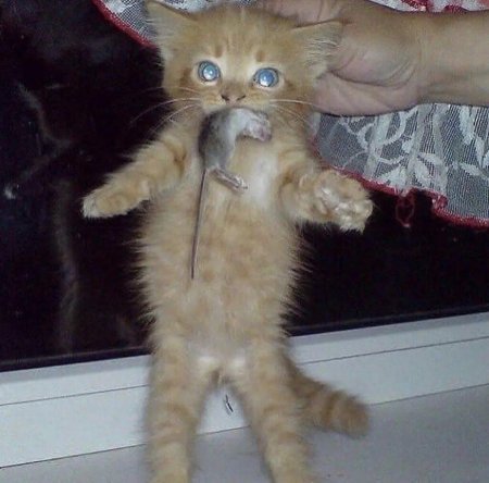 Смешной рыжий кот