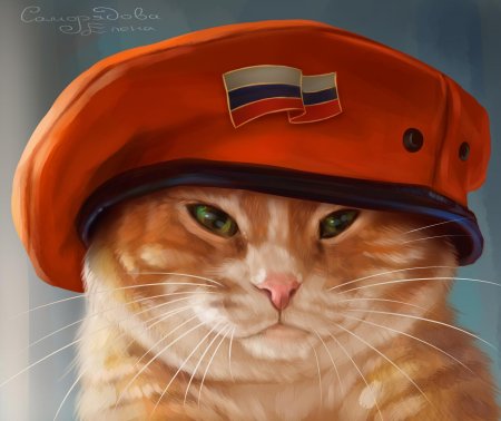 Кот в каске