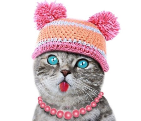 Принты кошек в шапочке