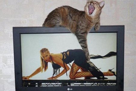 Кот и телевизор
