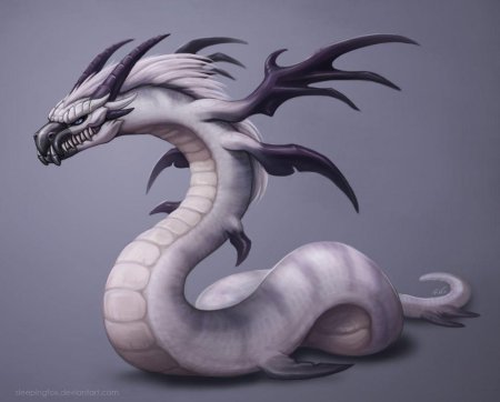 Амфиптер дракон