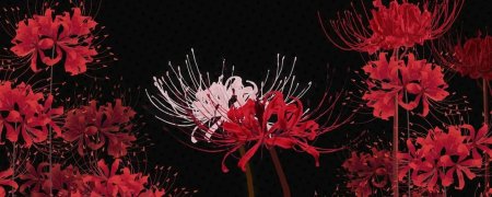 Ликорис Паучья Лилия