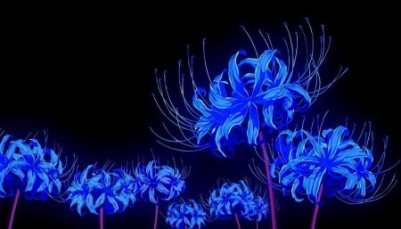 Хиганбана ликорис