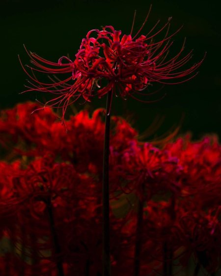 Хиганбана ликорис