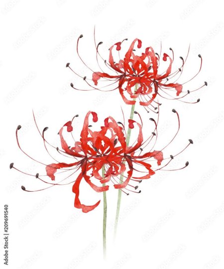 Хиганбана ликорис